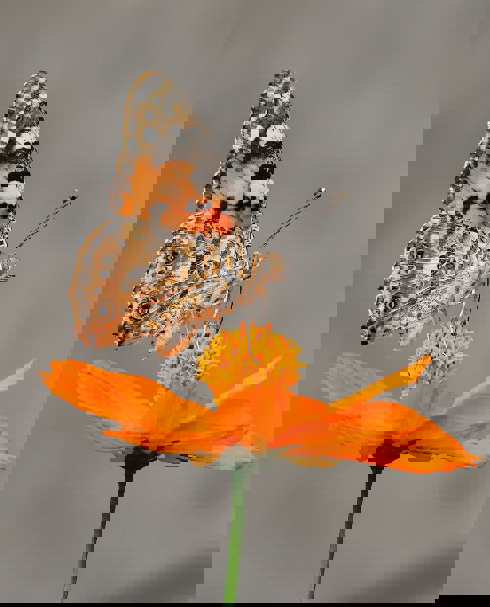 Yuichi Kageyama 4Byfhyndod4 Unsplash