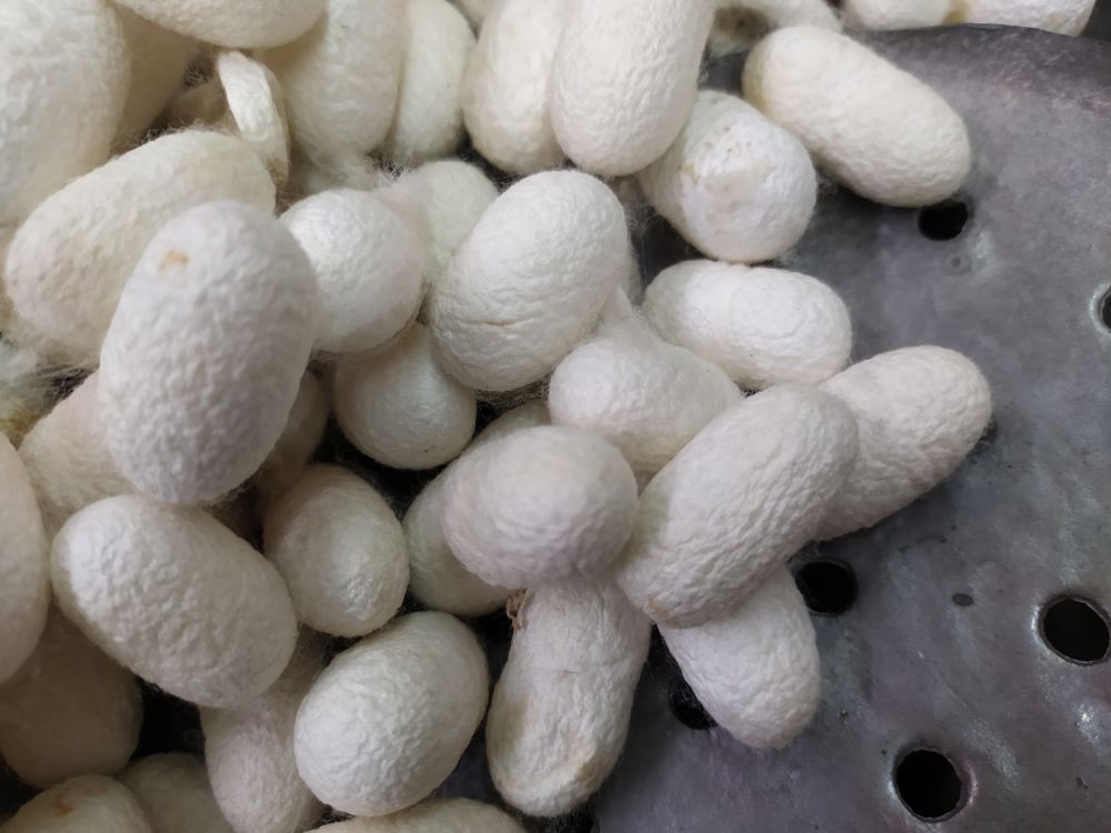 Piccoli Maestri Seta